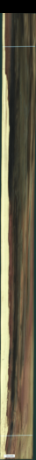 Tulipanowiec amerykański, 20,1480
