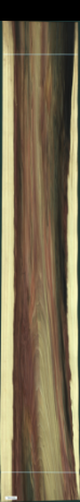 Tulipanowiec amerykański, 43,2000