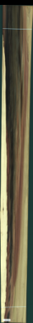 Liriodendron Tulipifera, 24,8640