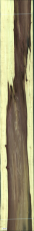 Liriodendron Tulipifera, 45,8640