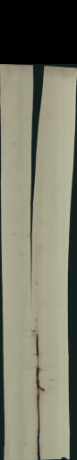 Acer Pseudoplatanus Creme, 1,3230