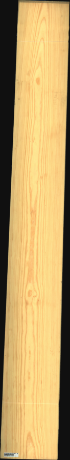 Carolina Pine, 21,5040