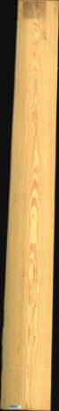 Carolina Pine, 23,0400