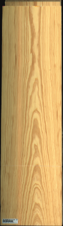 Carolina Pine, 21,5040