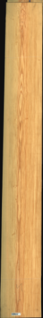 Carolina Pine, 26,0400